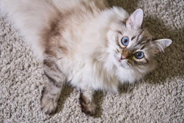 chat gris moelleux aux yeux bleus allongé sur un tapis clair - chat sibérien photos et images de collection