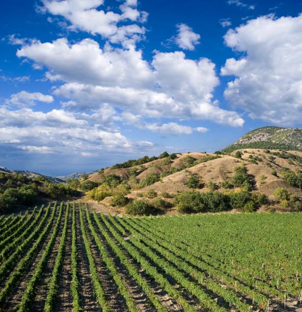 istock beautiful vineyard in a mountain valley 1365828316