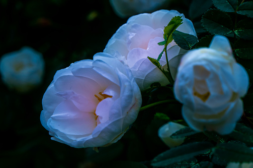 white roseship flower with a magical pink glow on a dark green background. High quality photo