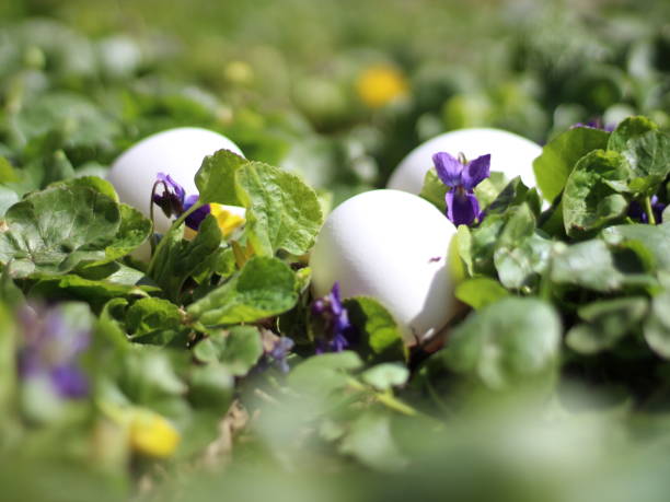 istock Easter composition of primroses, violets, leaves and eggs in the grass for background 1365830103