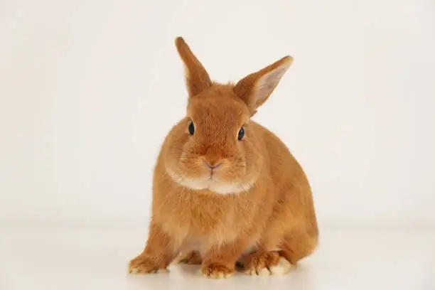 Cute little red bunny,rabbit sitting on white background,full body, looking at camera,profile. Adorable pet,animal.Copy space.