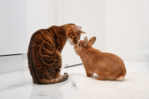Cute little sweet bunny kissing beautiful bengal cat indoors at white modern interior.Animal, pet love, friendship, relationship,Valentine day,lifestyle concept.