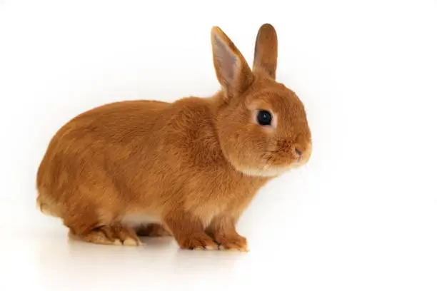 Cute little red bunny,rabbit sitting on white background,full body, looking at camera,profile. Adorable pet,animal.Copy space.