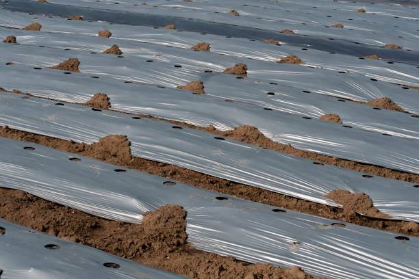 istock Agriculture Mulching Sheets for grow plants in nature background. 1365831860