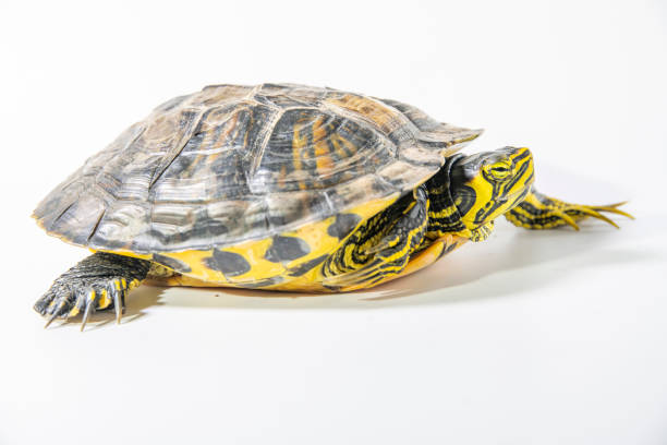 istock On a white background, there is a Brazilian yellow eared turtle 1365831950