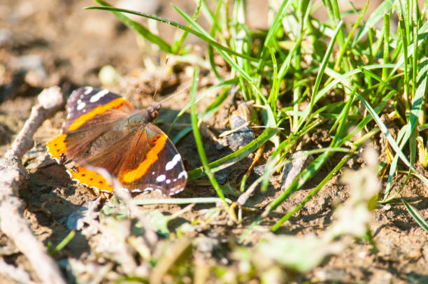 Painted Lady butterfly landed on the ground in upstate New York