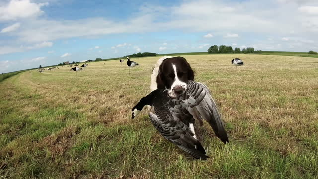Hunting trained dog caught a bird stock video