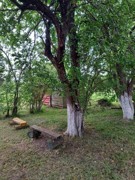 istock Trees in the garden 1365834229