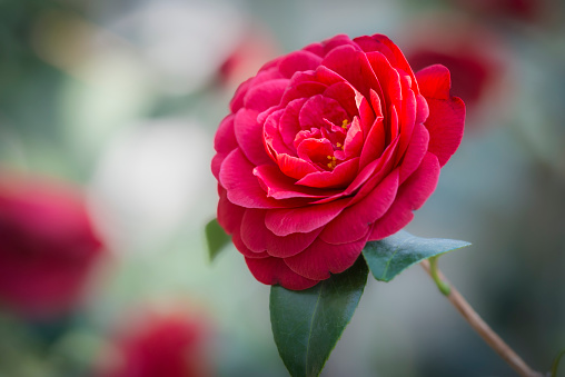 The display in the photo depicts the blossoming red rose bud.The grandeur of the blossoming bloom is outstanding. The vibrant colour, vitality, and the clarity of the flower are gorgeous.The bright red rose perfectly expresses the emotions of romance and abiding love. In addition to beauty and passion, red rose also symbolises courage. The red rose is also a symbol of power. The Rose is the queen of flowers. The rose flower diffuses heavenly fragrance and sends strong feelings of love, romance, and joy. The close-up view of the blossoming red rose bud looks very appealing. The dew drop that is falling down from the bud looks crystal clear and razor sharp.