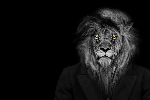 Hombre en forma de León, La persona león, cara animal aislada blanco negro photo
