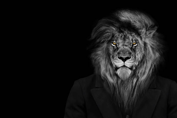 hombre en forma de león, la persona león, cara animal aislada blanco negro - leon fotografías e imágenes de stock
