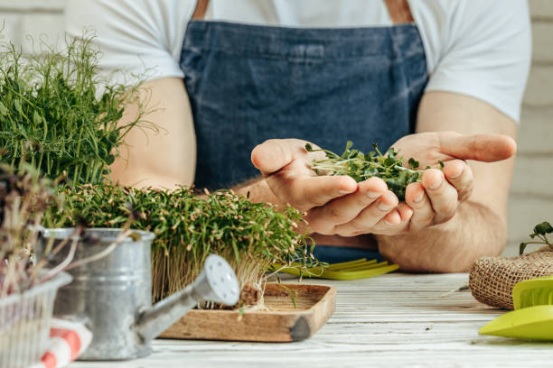 istock Male hands holding micro green sprouts, close up 1365836808