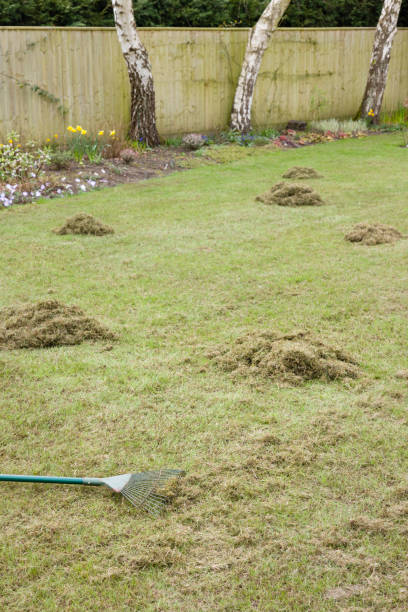 Lawn care, removing moss by raking, UK garden Lawn care, removing moss after scarifying by raking grass in a UK garden thatched roof stock pictures, royalty-free photos & images