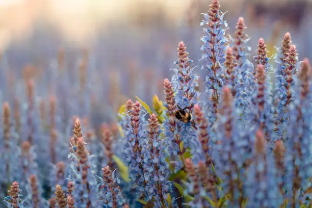 Photo of Bee pollinating lupinus or bluebonnet flowers during sunset.