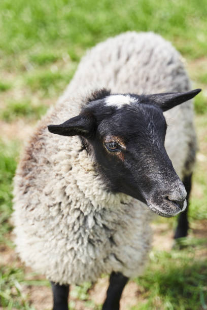 istock sheep close-up. white coat and black head 1365838759