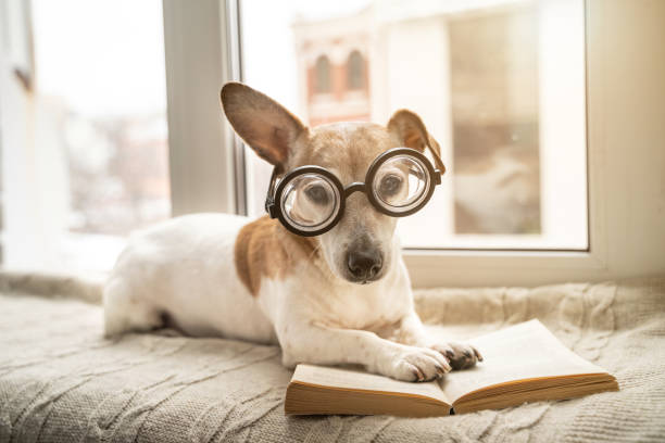 istock Adorable small dog in glasses reading book lying on windowsill 1365838972
