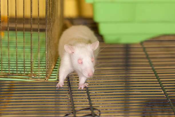 Baby Rat