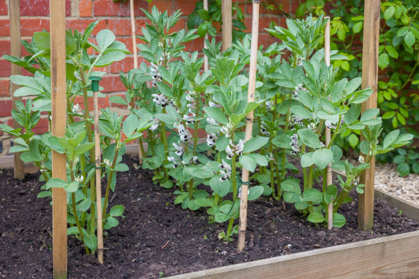 istock Broad beans, plants growing in a vegetable garden, UK 1365840008