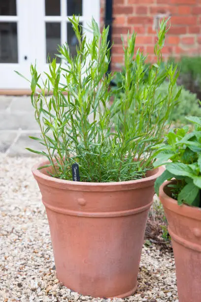 French tarragon, herb plant growing in a terracotta pot in a UK kitchen garden