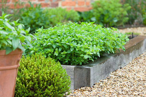 Fresh herbs growing in a garden, oregano plant in a container, UK garden details