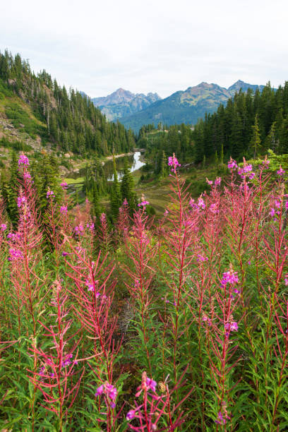 istock Blooming flowers at Heather Meadows in Mt Baker Recreation Area 1365841263