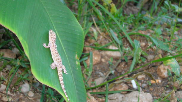 Gecko on the leaf, tree.
Camouflage lizards.
Camouflage animals, reptile.
Mediterranean house gecko, akdeniz sakanguru, pacific house gecko, wall gecko, house lizard.
animal, wildlife, wild nature gecko en la hoja, árbol.
lagartos de camuflaje.
animales de camuflaje, reptiles.
gecko de la casa mediterránea, akdeniz sakanguru, gecko de la casa del pacífico, gecko de la pared, lagarto de la casa.
animales, vida silvestre, naturaleza salvaje