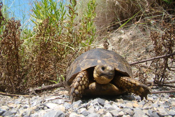 Tortoise ; Close up.
A Tortoise walking on soil land, turtle.
Turtle looking forward.
Tortoise hiding in shell in nature, Turtle.
Reptiles, Reptile, animal, animals, pet, pets, wildlife, forest, woods tortuga ; cerrar.
una tortuga caminando por tierra de tierra, tortuga.
tortuga mirando hacia adelante.
tortuga escondida en el caparazón en la naturaleza, tortuga.
reptiles, reptil, animal, animales, mascotas, mascotas, vida silvestre, bosque, bosque