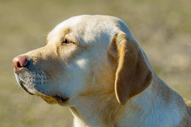 istock Yellow Labrador retriever head with big ears on a sunny spring day 1365842488