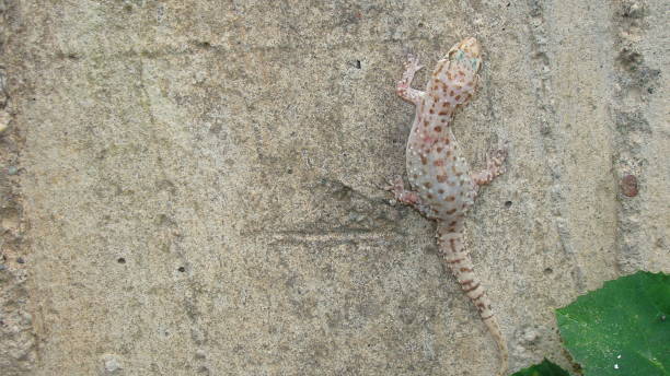 Gecko, close up.
Camouflage lizards.
reptile, reptiles.
Camouflage animals.
Mediterranean house gecko, akdeniz sakanguru, pacific house gecko, wall gecko, house lizard.
animal, wildlife, wild nature gecko, de cerca.
lagartos de camuflaje.
reptil, reptiles.
animales de camuflaje.
gecko de la casa mediterránea, akdeniz sakanguru, gecko de la casa del pacífico, gecko de la pared, lagarto de la casa.
animales, vida silvestre, naturaleza salvaje