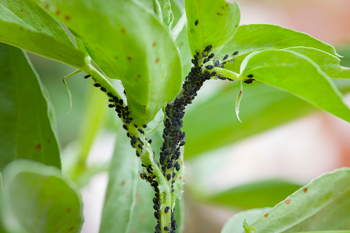Aphids, black fly (black bean aphids, blackfly) on leaves of a broad bean plant, UK garden