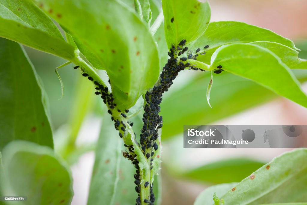 Aphids, black fly (black bean aphids) on broad bean plant, UK Aphids, black fly (black bean aphids, blackfly) on leaves of a broad bean plant, UK garden Aphid Stock Photo
