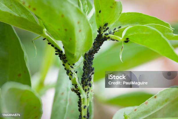 Aphids Black Fly On Broad Bean Plant Uk Stock Photo - Download Image Now