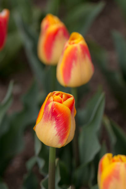 istock orange tulips in the spring garden 1365844955