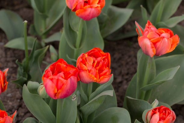 istock bright tulips in the spring garden 1365844975