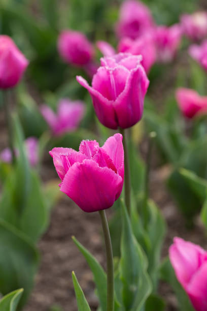 istock purple tulips close up 1365844989