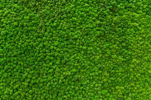 Superficie de primer plano de la pared cubierta de musgo verde. Decoración moderna y ecológica hecha de musgo estabilizado de color. Fondo natural para diseño y texto. photo
