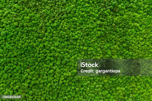 istock Close-up surface of the wall covered with green moss. Modern eco friendly decor made of colored stabilized moss. Natural background for design and text. 1365845649