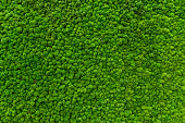 istock Close-up surface of the wall covered with green moss. Modern eco friendly decor made of colored stabilized moss. Natural background for design and text. 1365845649
