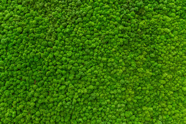 Close-up surface of the wall covered with green moss. Modern eco friendly decor made of colored stabilized moss. Natural background for design and text. stock photo