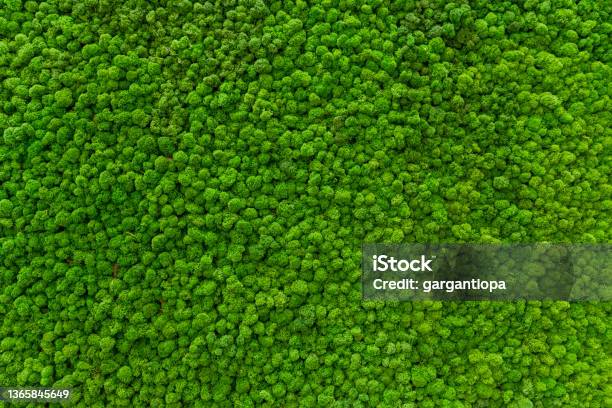 Closeup Surface Of The Wall Covered With Green Moss Modern Eco Friendly Decor Made Of Colored Stabilized Moss Natural Background For Design And Text Stock Photo - Download Image Now