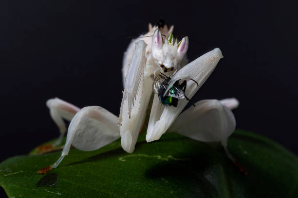Close up of a female Orchid Praying Mantis eating. A close up frontal shot of an Orchid Mantis against a black background, holding a fly in its raptorial legs, and eating it. orchid mantis stock pictures, royalty-free photos & images