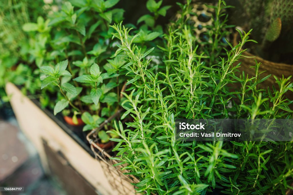 Kitchen herb plants in wooden box Kitchen herb plants in wooden box. Mixed Green fresh aromatic herbs Herbal Medicine Stock Photo