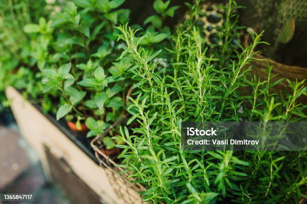 Kitchen Herb Plants In Wooden Box Stock Photo - Download Image Now - Herbal Medicine, Herb, Spice