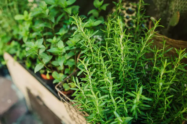 Kitchen herb plants in wooden box. Mixed Green fresh aromatic herbs
