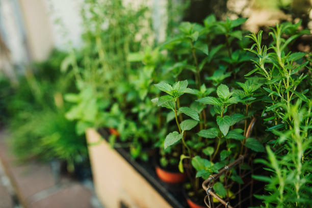 istock Kitchen herb plants in wooden box 1365847120