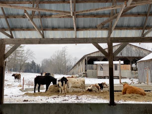 istock Cow & Horse Lounge 1365847477