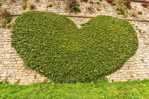 Close-up of a green creeper plant in the shape of a heart on a stone wall, topiary art in Bergamo upper town, Lombardy, Italy, Europe.