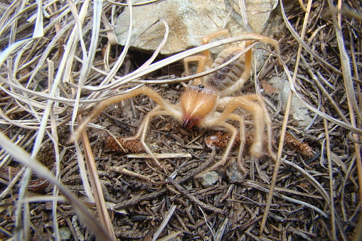 Solifugo Camel Spider Close Up Camel Spider Also Known As Windscorpion Solifugae ...