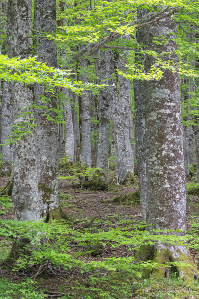 istock In the Wood 1365848468