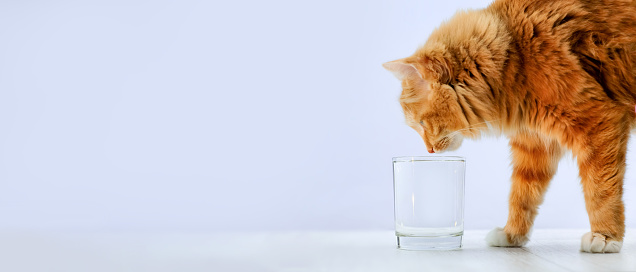Ginger cat drinking water from glass. Banner with copy space